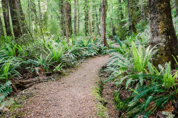 Camino que conduce al bosque —  Fotos de Stock