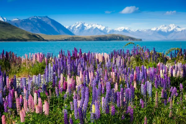 Lago Tekapo com lupins florescendo — Fotografia de Stock