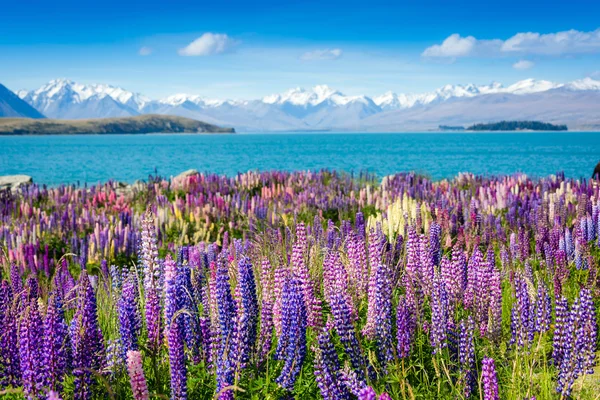 Tekapo sjö med lupiner blommande — Stockfoto