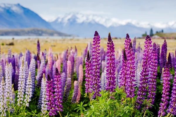 ニュージーランドに咲くルピナス — ストック写真