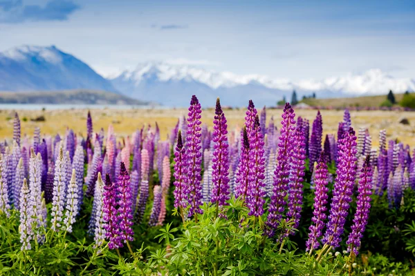  Yeni Zelanda'da çiçek açan lupins