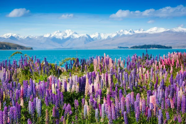 Tekapo sjö med lupiner blommande — Stockfoto