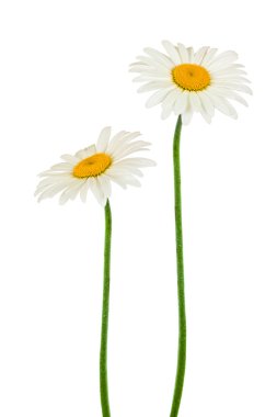 Beyaz papatya çiçeği