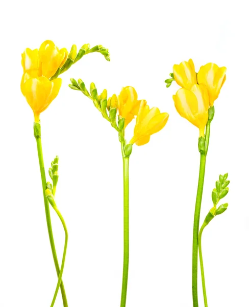Freesia κίτρινα λουλούδια — Φωτογραφία Αρχείου