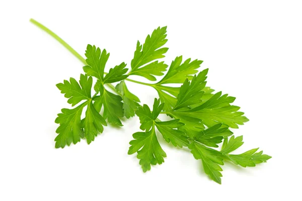 Branch of fresh parsley — Stock Photo, Image