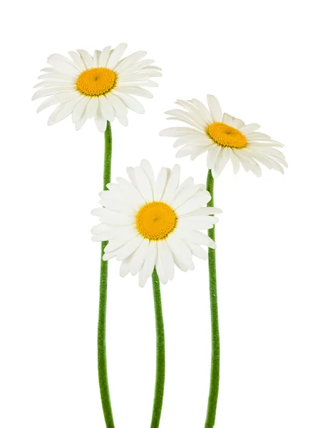 Kamille bloemen op wit — Stockfoto