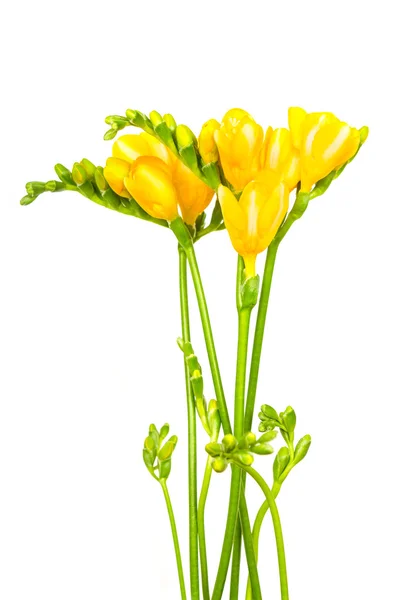 Flores freesia amarelas — Fotografia de Stock