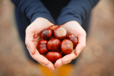 parlak conkers avuç 
