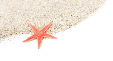 plaj kum deniz yıldızı