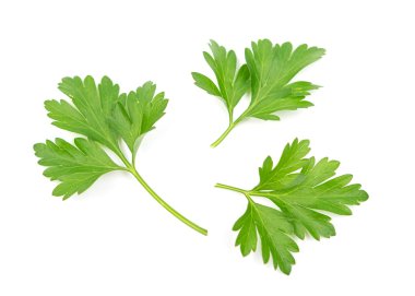 taze maydanoz yaprakları