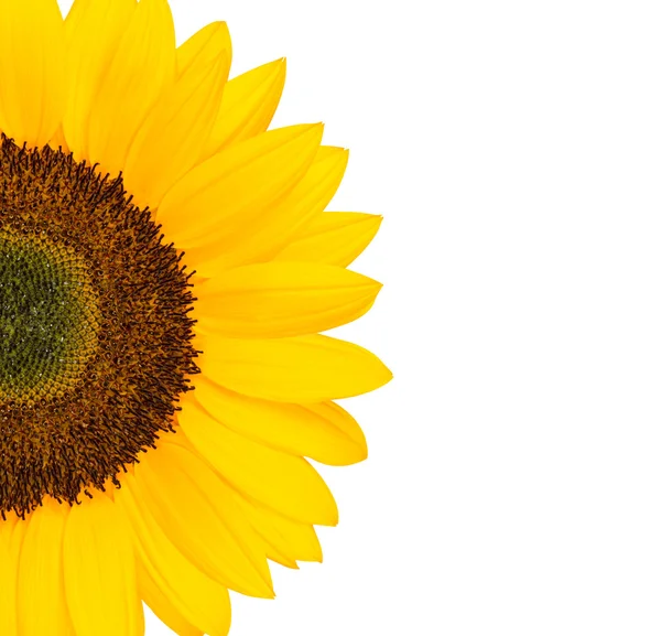 Geschnittene gelbe Sonnenblume — Stockfoto