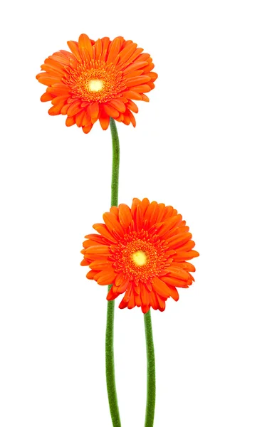 Kwiaty pomarańczowe gerbera — Zdjęcie stockowe