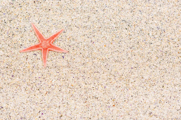 Beach sand starfish — Stock Photo, Image