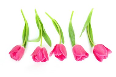 Bahar laleler, izole