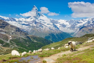 sheep in Swiss Alps clipart