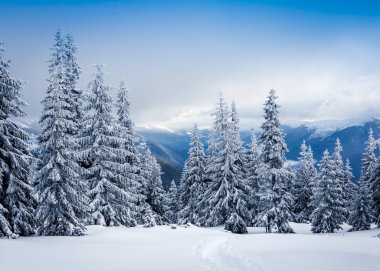 dağlar karlı köknar ağaçları