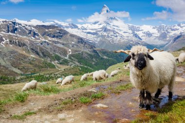 Pennine Alpleri'nde koyun sürüsü 