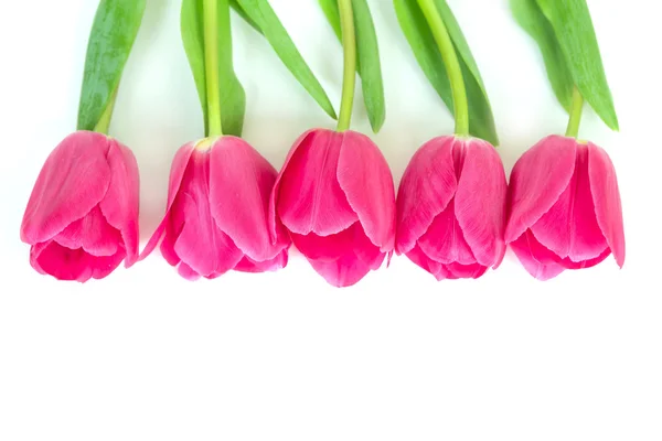 Tavaszi tulipán, elszigetelt — Stock Fotó