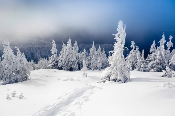 Trees covered with snow in mountains — Stock Photo, Image