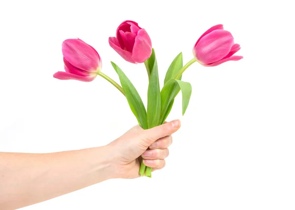 Mulher mão com tulipas — Fotografia de Stock