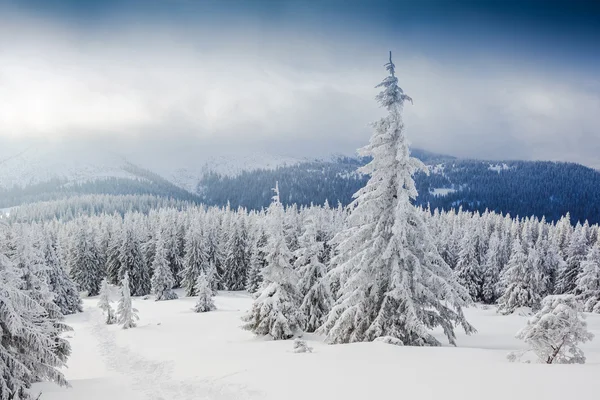 Paesaggio con alberi innevati — Foto Stock