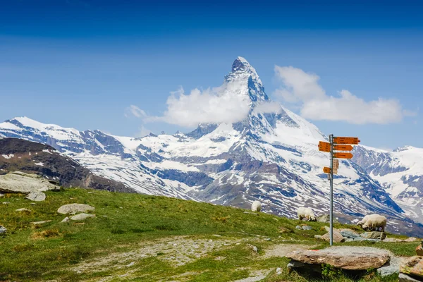 Puntero de carretera cerca del Matterhorn y ovejas — Foto de Stock