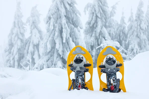 Kar ayakkabılarını kışın karda — Stok fotoğraf