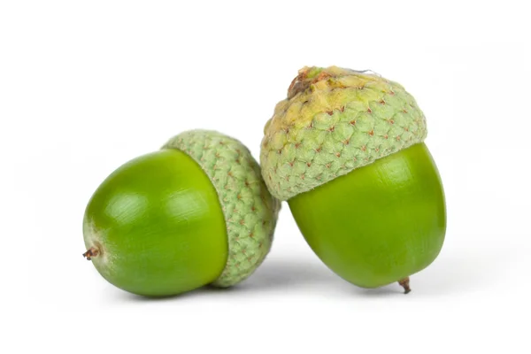 Taze yeşil acorns — Stok fotoğraf