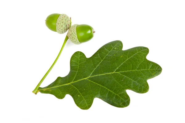 Bellotas con hoja verde — Foto de Stock