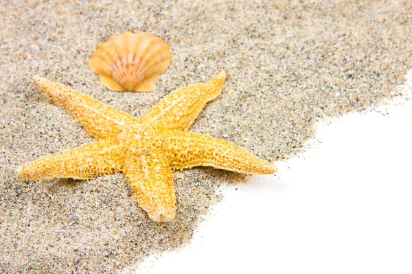 Αστερίες και κέλυφος άμμο στην παραλία — Φωτογραφία Αρχείου