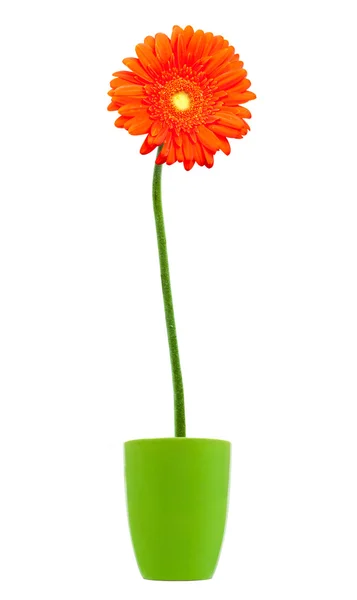 Laranja colorido gerbera — Fotografia de Stock