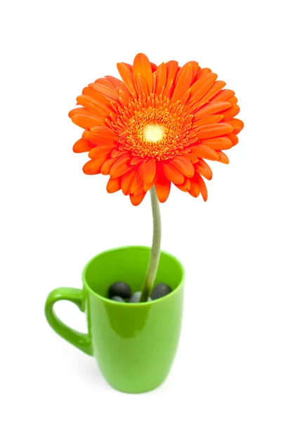 Gerbera orange coloré — Photo