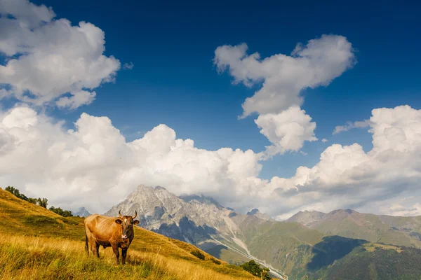 Vache dans la prairie alpine — Photo