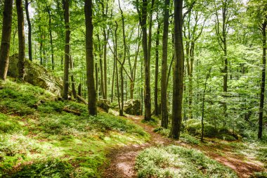 Bahar doğa. Yeşil ormanın içinde güzel bir sahne
