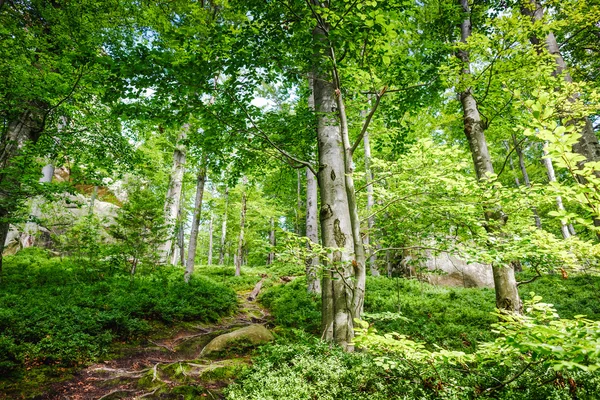 Весняна природа. Прекрасна сцена в зеленому лісі — стокове фото