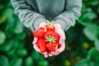 Çocukların elleri yeşil doğalı bir avuç taze yaz çileğini tutuyor. Bahçeden taze çilek paylaşıyoruz. Üst görünüm