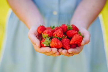 Yeşil doğa geçmişi olan bir avuç taze yaz çileğini tutan kadın elleri. Bahçeden taze çilek paylaşıyoruz.