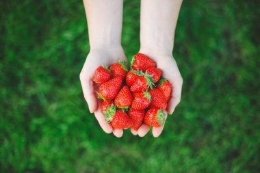 Yeşil doğa geçmişi olan bir avuç taze yaz çileğini tutan kadın elleri. Bahçeden taze çilek paylaşıyoruz. Üst görünüm