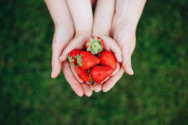 Çocuk ve ebeveyn elleri çilek tutuyor. Aile yaz zamanı. Üst görünüm