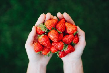Yeşil doğa geçmişi olan bir avuç taze yaz çileğini tutan kadın elleri. Bahçeden taze çilek paylaşıyoruz. Üst görünüm