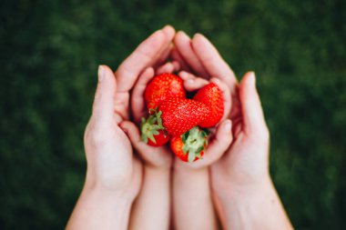Çocuk ve ebeveyn elleri çilek tutuyor. Aile yaz zamanı. Üst görünüm
