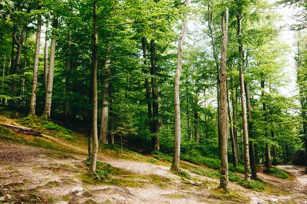 Зелений Глибокий Ліс Весняний Літній День — стокове фото