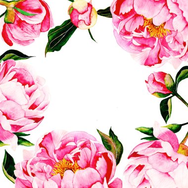 Pembe Şakayık çerçeve