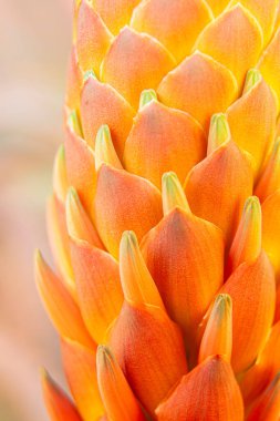 Çiçek açarken aloe ağaçlarının yoğun turuncu renginde bir çiçek..