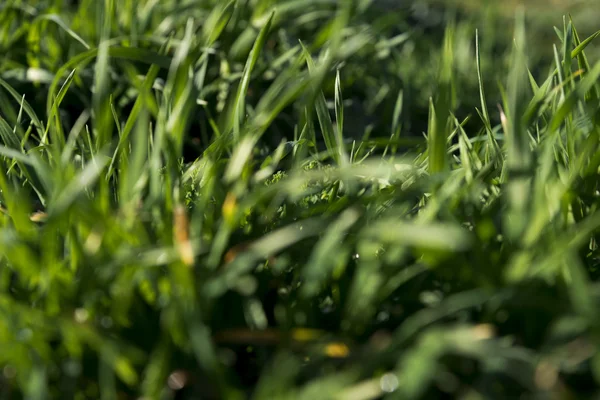 Grass close up photo — Stock Photo, Image