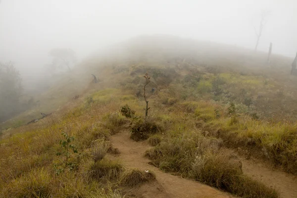 Sarı çim velley volkan Rinjani, Lombok, Endonezya üzerinde — Stok fotoğraf