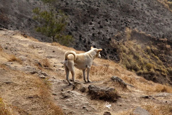 Magányos kutya a vulkán Rinjani, Lombok, Indonézia — Stock Fotó