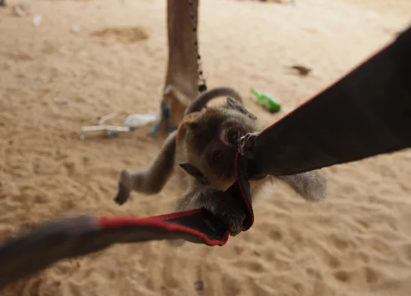 Weinig longtail makaak grijpt en staal van de camera — Stockfoto