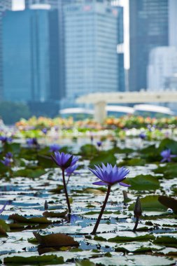 Nilüfer ve iş merkezleri, Singapur şehir gibi çiçeklerin doğal görünümü