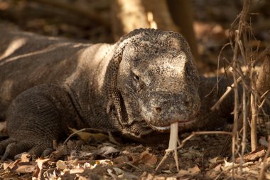 Komodo dragon Milli Parkı, en büyük kertenkele. Endonezya.
